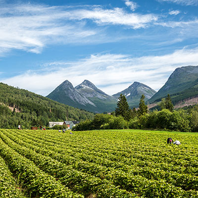 Bilde av Jorbæråker i Valldal